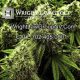Nevada Legalizing Recreational Marijuana